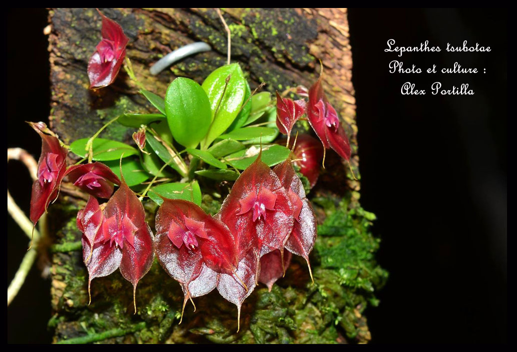 Lepanthes ejecta Luer & Hirtz 1987 レパンテス Lepanthes tsubotae